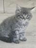 Ab 30.10.24 3 MainCoon/ BKH - Mix Kitten abzugeben