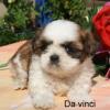 Shih- Tzu- Welpen klein und kuschlig