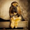 Bloodhounds of Samaria  / /   Welpen mit Papieren 