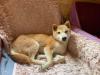 Yurushi - Shiba Inu-Mischling - freundlich,  neugierig