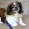 OMI-GINA -  weiblich  13 Jahre  19 cm  4.2 kg  Tibet-Spaniel Gechipt