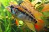 Apistogramma macmasteri und cacaduoides