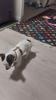 Pincher Rafi sucht liebevolle zu Hause