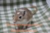 Mongolische Rennmäuse aus artgerechter Rennmauszucht Rennmaus,  Wüstenrennmaus,  W