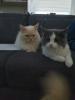 sibirische Waldkatzen-Maincoon-heilige Birma- Mix Kitten