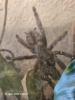 Weibliche Vogelspinnen mit Terrarien