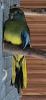 Glanzsittich Hahn wildfarben