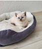 Reinrassige BKH blue point Kitten