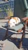 Englische bulldogge welpen 