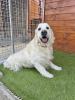 Diesel (m),  9 Jahre,  62 cm,  Slowakei