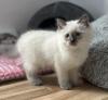 Häufige Birma / / /  Kitten / / /  Kater / / /  Brahms
