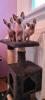 Sphynx Kitten suchen noch ein Zuhause 