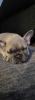 Französische Bulldogge 