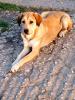 Vicky sucht ein Zuhause