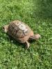 Landschildkröte w 30 Jahre inkl. Terrarium in liebevolle Hände 