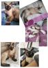 reinrassige Siam Kitten