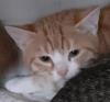 Freddy und Barney –  suchen dringend ein Zuhause! (aus dem Tierschutz /  gechipt, 