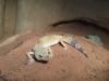 Leopardgecko Weibchen