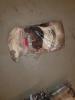Ratten TK Frostfutter 