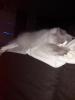 liebevoller Ragdollkater sucht neues zu Hause