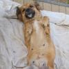 Fili /  Status: sucht ein Zuhause