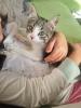 Süßes Kitten sucht ein liebevolles Zuhause!