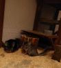 Chinchillas suchen liebevolles Zuhause