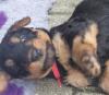 Airedale Terrier Welpen VDH/ KfT Papiere von seriösem Züchter