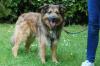 Sly - männlich 2 Jahre 52 cm 23 kg Briard-Mix Gechipt Nicht kastriert