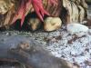 Leopardengeckos suchen dringend ein neues Heim