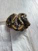 Weibliche Königspythons !!!!!!!!!!
