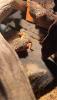 2 Leopardengecko Weibchen