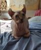 Sphynx Elf Katze Canadian Sphynx  