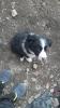 Border Collie /  Australian Shepard Mix Wekoen