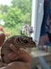 Leopardgeckos /  Geckos aus Rostock