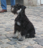 Zwergschnauzer 