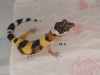 0, 9 Leopardgeckos DNz20 u 22 Komplettabnahme bevorzugt!