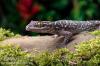 3 Blattzehengeckos + komplett ausgestattetes Terrarium