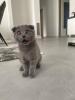 BKH-Scottish Fold Grey shaded