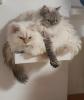 Selkirk Rex Dreamteam