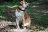 Altenglische Bulldogge Bullmastiff Mischling