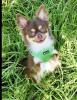 Chihuahua Rüde 