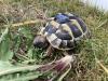 3 Griechische Landschildkröten NZ 2022