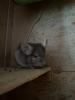 Chinchilla Männlich Beige