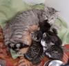 Kitten suchen liebevolles Zuhause! ( aus dem Tierschutz)