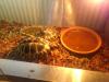 2 Griechische Landschildkröten 