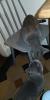 Bkh Kitten 2 Kater 