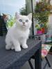 Bildhübscher junger reinrassiger BKH Kater 5 Monate alt