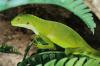 Fidschi Leguan /  Brachylophus Fasciatus