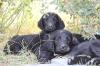 Flatcoated Retriever Welpen für Familie,  Show und Hundesport